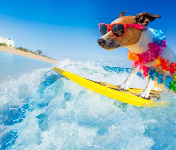 Go Cruise: Premium Travel Planning Guides